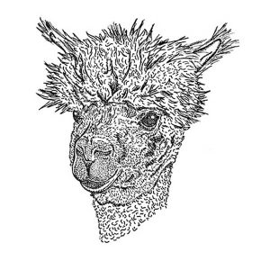 Alpaca2