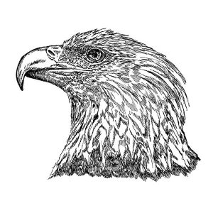 American Bald Eagle