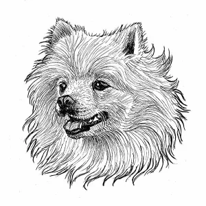 American Eskimo1