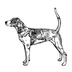 American Foxhound1