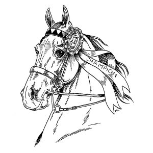 American Saddlebred Horse1