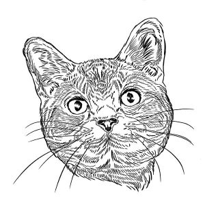 American Shorthair Cat