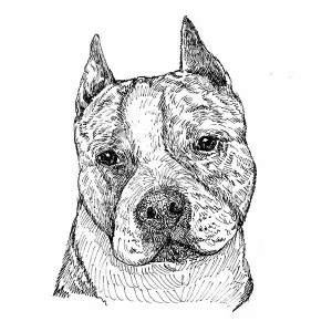 American Staffordshire Terrier1