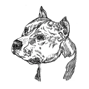 American Staffordshire Terrier2