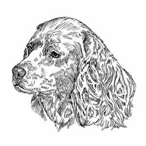 American Water Spaniel1