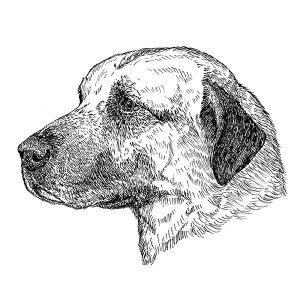 Anatolian Shepherd1