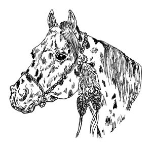 Appaloosa Horse1
