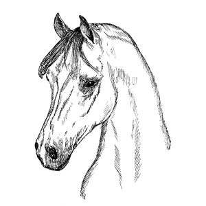 Arabian Horse1