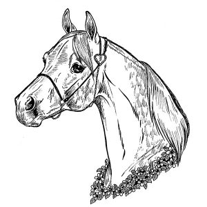 Arabian Horse2