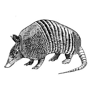 Armadillo