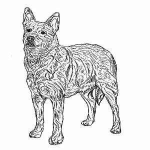 Australian Cattle Dog2
