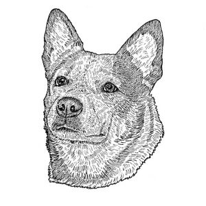 Australian Cattle Dog3