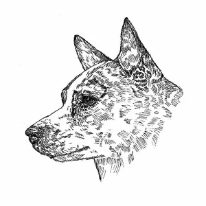 Australian Cattle Dog1