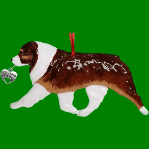 Australian Shepherd Red Tri