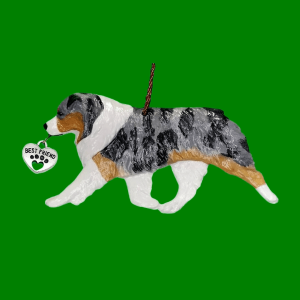 Australian Shepherd Blue Merle