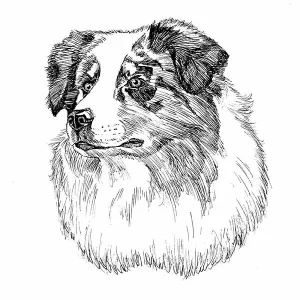Australian Shepherd1