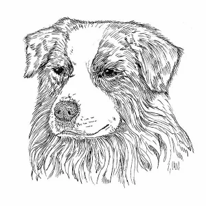 Australian Shepherd2
