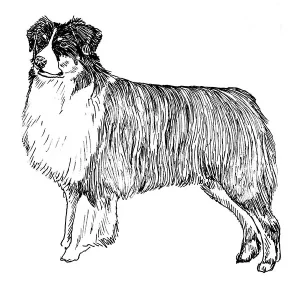 Australian Shepherd3