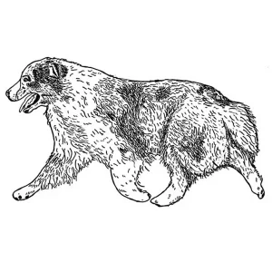 Australian Shepherd4
