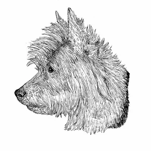 Australian Terrier1
