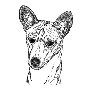 Basenji1