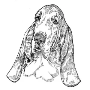Basset Hound1