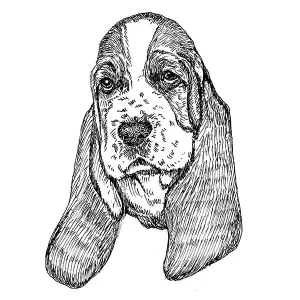 Basset Hound2