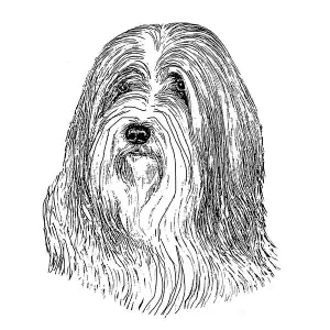 Bearded Collie1