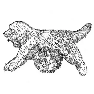 Bearded Collie2