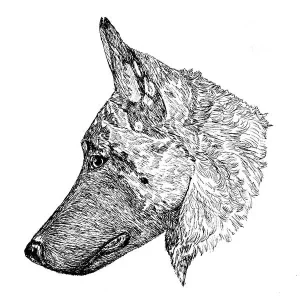 Belgian Malinois1