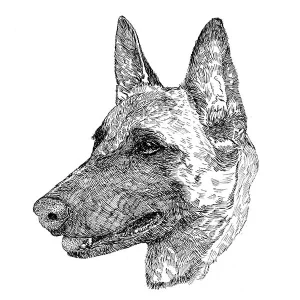 Belgian Malinois2