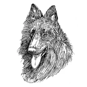 Belgian Sheepdog1