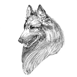 Belgian Tervuren1