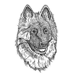 Belgian Tervuren2