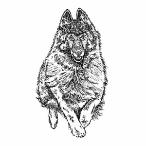 Belgian Tervuren3