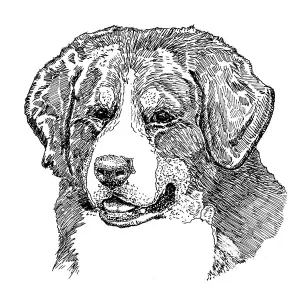 Bernese Mountain Dog1
