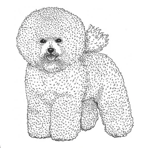 Bichon Frise1