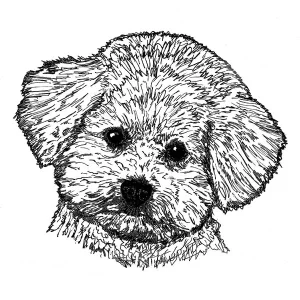 Bichon Frise2
