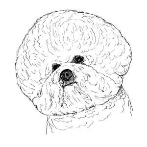 Bichon Frise4