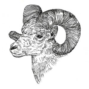 Bighorn Sheep