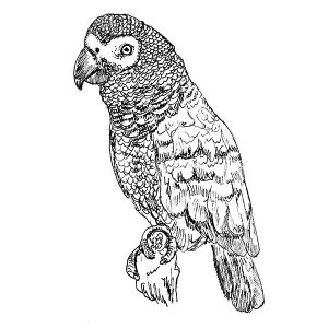 Bird African Grey