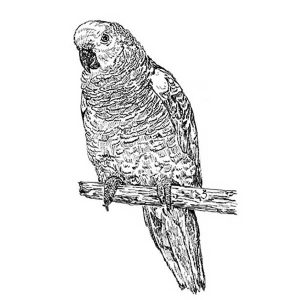 Bird Amazon Parrot