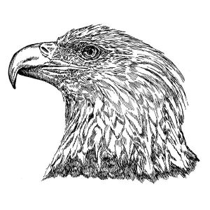 Bird Bald Eagle
