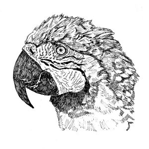 Bird Macaw