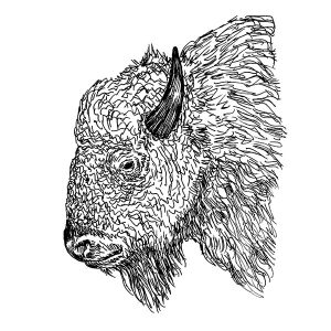 Bison