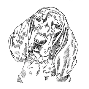 Black And Tan Coonhound1
