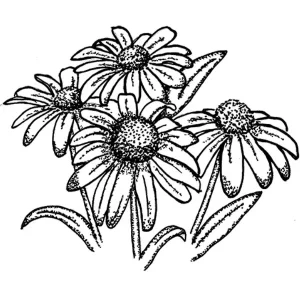 Black Eyed Susan Flowers1