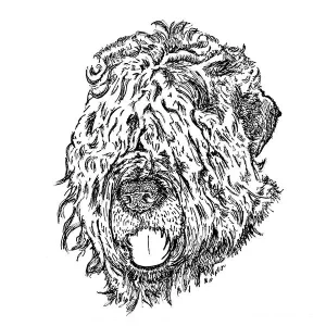 Black Russian Terrier1