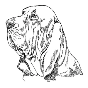 Bloodhound1
