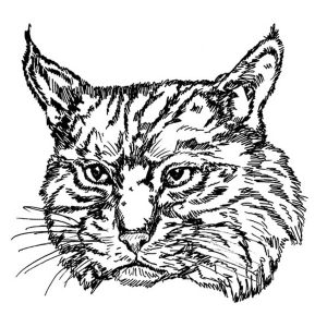 Bobcat Mascot
